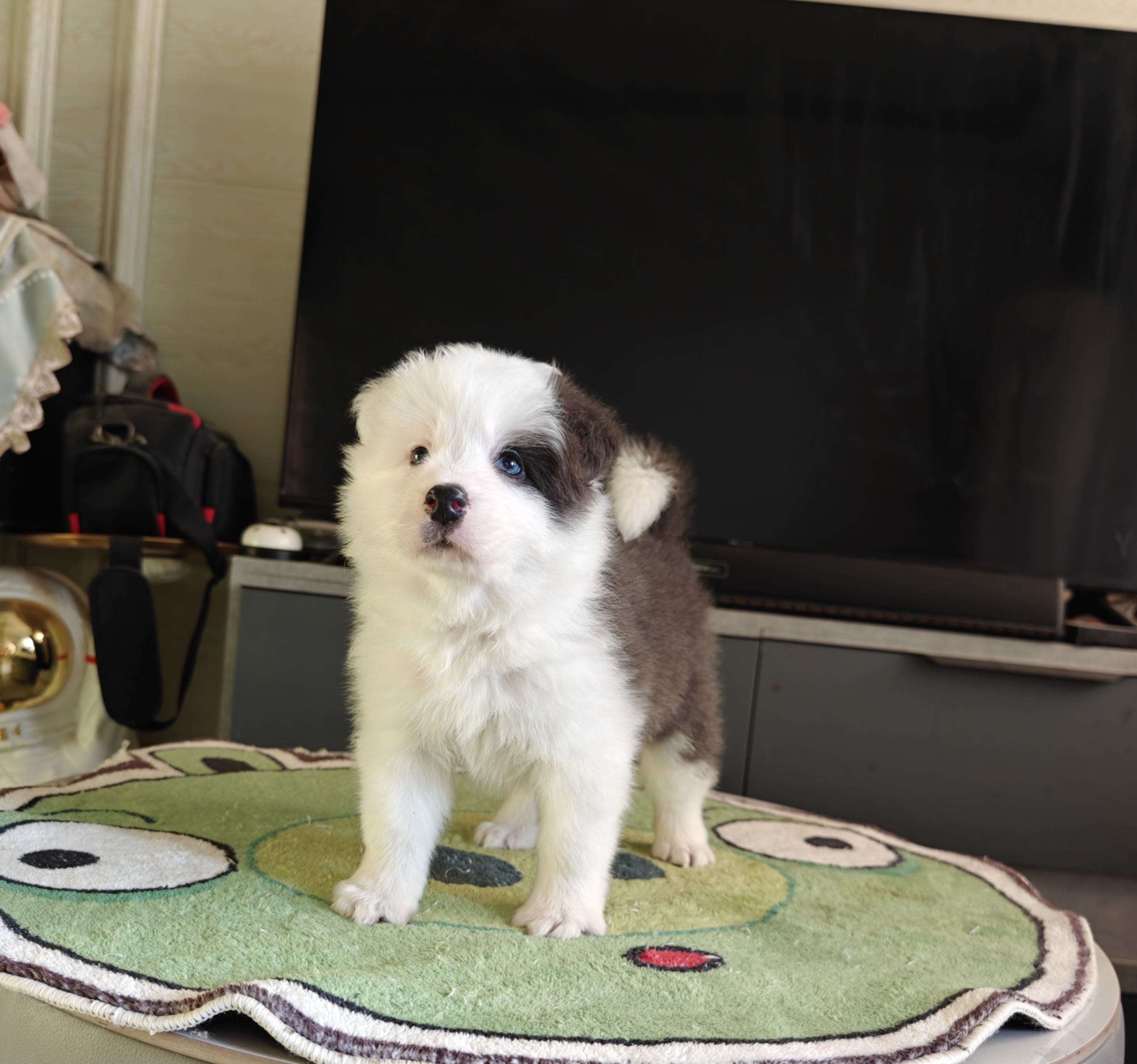 纯种高品质大骨量大毛量蓝白弟弟